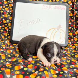 Zinnia - Black and white female Boston Terrier puppy in Fillmore, Illinois from Wind Hill Puppies