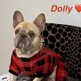 Dolly - Fawn female French Bulldog puppy in Tampa, Florida from Monarchy's Finest French Bulldogs