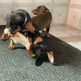 Doberman Pinscher Puppies from Jensen Dobermans