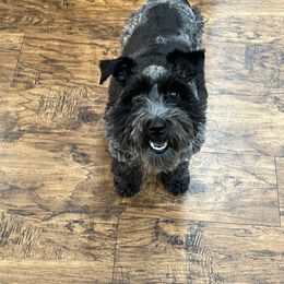 Miniature Schnauzer All Grown Up from Gypsey Creek Mini Schnauzers