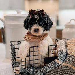 Lula - Parti female Goldendoodle puppy in Iola, Texas from Supreme Doodles of Texas