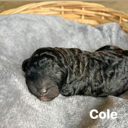 Cole - Sable male Poodle puppy in Athens, Georgia from Alexander’s Standard Poodles