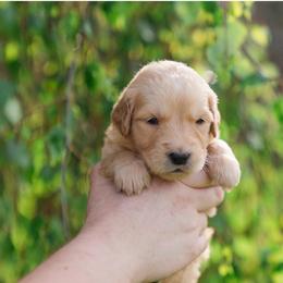 Emma ( Tiffany blue,Teal collar  ) - Golden female Golden Retriever puppy in Oregon from A Goldens First Love