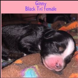 Miniature Australian Shepherd Puppies from Cockburn’s Toy and Mini Australian Shepherds