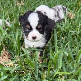 Black Tri female - Black tri female Toy Australian Shepherd puppy in Brashear, Texas from Double R farms