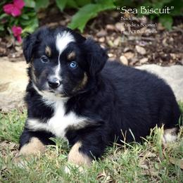 Sea Biscuit - Black tri male Miniature Australian Shepherd puppy in Evant, Texas from Lazy VT Bar Ranch