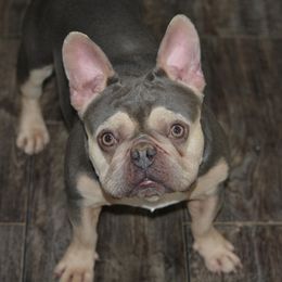 Jasper - French Bulldog