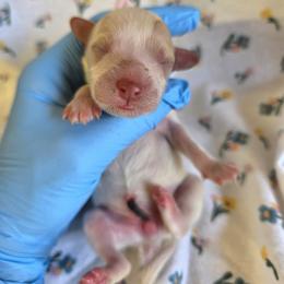Mariah - female Cavapoochon puppy in Bullard, Texas from Cavapoochon Central LLC