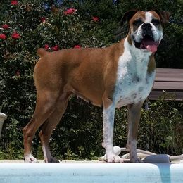 Boxers from Christian's Boxers