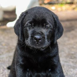 Labrador Retrievers from Brighton Labradors