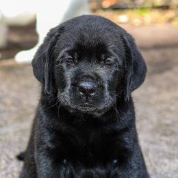 Labrador Retrievers from Brighton Labradors