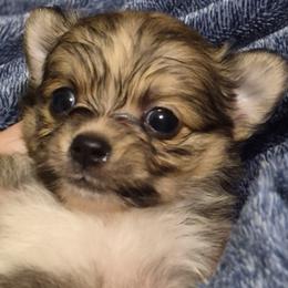 Rusty chocolate - Chocolate brindled fawn female Chihuahua puppy in Williamsburg, Virginia from Chloe & Friends