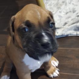 Gunner - Fawn male Boxer puppy in Fleming Island, Florida from Fleming Pups