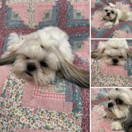 Mimi - Shih Tzu