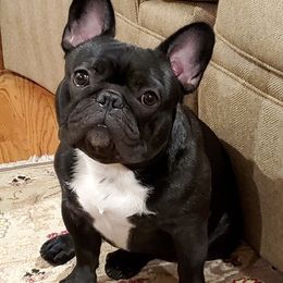 French Bulldogs from Vicky Hyatt