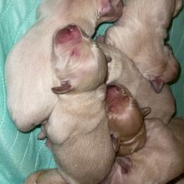 Girl 1 - Light golden female Golden Retriever puppy in Yucaipa, California from Blessed Goldens