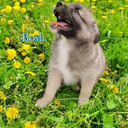 Bosh - male Nenets Herding Laika puppy in Rockville, Maryland from Skais the Limit