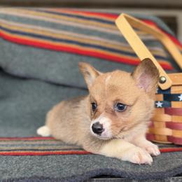 Rose - White and fawn female Pembroke Welsh Corgi puppy in Aurora, Missouri from Sweet Peach Puppies
