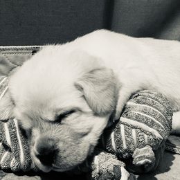 Labrador Retriever Puppies from Willow Kane Farm