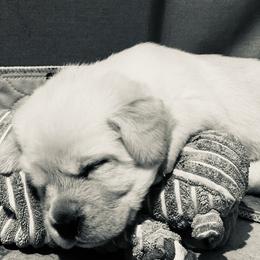 Labrador Retriever Puppies from Willow Kane Farm