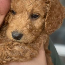 Goldendoodles from Brittany's Goldendoodles