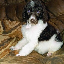 Poodle Puppies from Reeves Family Standard Poodles