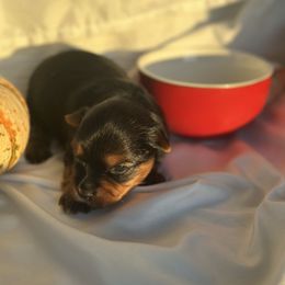 Browny - Black and gold female Yorkshire Terrier puppy in Glendale, California from Los Angeles Teacup Yorkie
