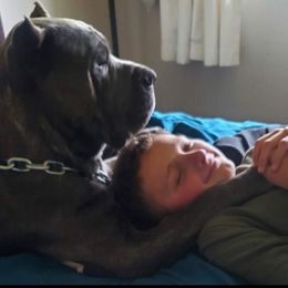 Cane Corso All Grown Up from Bane's Legacy Cane Corso