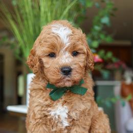 Camper - Red  male Goldendoodle puppy in Salado, Texas from Red Ranch Dogs