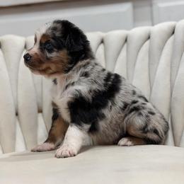 Blaze - Blue merle male Australian Shepherd puppy in Polk City, Florida from Skaky Shepherds