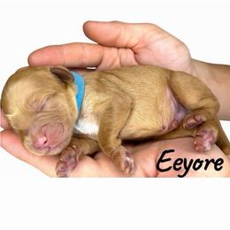 Eeyore - Caramel red male Australian Labradoodle puppy in Upland, California from Kings Labradoodles