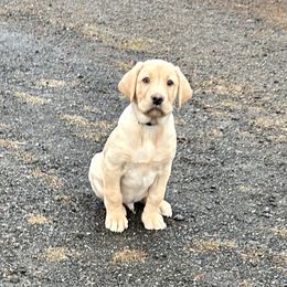 Grey - Yellow male Labrador Retriever puppy in Spokane, Washington from Learn's Labs