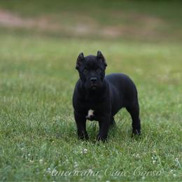 Americana's Tecova - Black brindle male Cane Corso puppy in Cable, Ohio from Americana Cane Corso