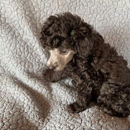 Twig (dark blue) - Silver male Poodle puppy in Cabool, Missouri from Rafter B Farms
