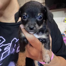 Little Miss - Phantom female Poodle puppy in Buckeye, Arizona from Romano Juarez Puppies