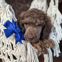 Marquee - Phantom male Poodle puppy in Springfield, Oregon from Valaurah Farms