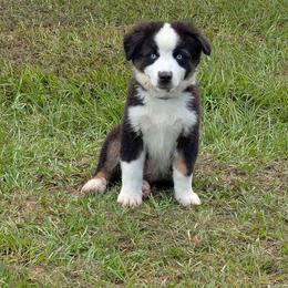 Onyx - Black tri male Miniature American Shepherd puppy in Trenton, Florida from Atherney