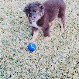 Miniature Australian Shepherd Puppies from Rebel Creek Mini Aussies