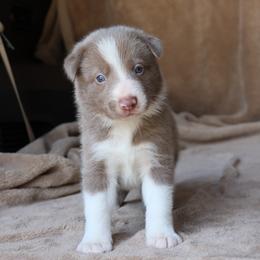 Tino - Lilac male Border Collie puppy in Courtland, Alabama from C Bar C Ranch Border Collies