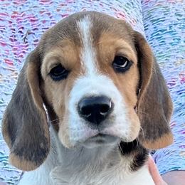 Beagle Puppies from Alakay Beagles