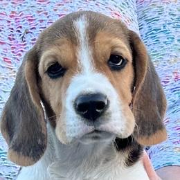 Beagle Puppies from Alakay Beagles