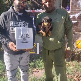 Rottweiler Puppies from Von Alley Rottweilers