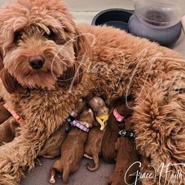 Goldendoodle puppies from Grace N Faith Doodles