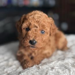 Bobby - Red  male Poodle puppy in South Jordan, Utah from Wasatch Pup