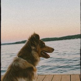 Reese - Australian Shepherd