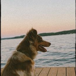 Reese - Australian Shepherd