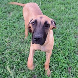 Squirt - Fawn female Great Dane puppy in Cunningham, Kansas from Garden Grove Great Danes