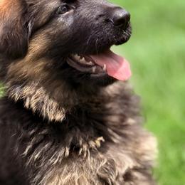 Rex - Black and red male German Shepherd puppy in Johnstown, Ohio from Vom Haus Neufus