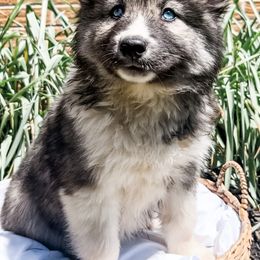 Siberian Husky Puppies from Wooly Woof Siberians