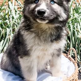 Siberian Husky Puppies from Wooly Woof Siberians